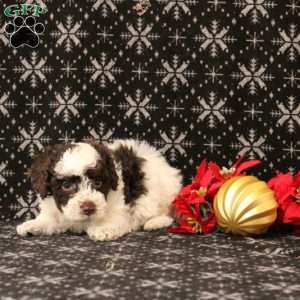 Uzo, Toy Poodle Puppy